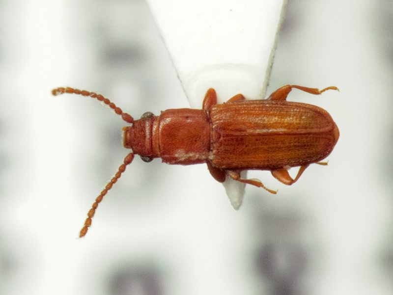 Placonotus testaceus (Fabricius, 1787)